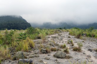 Plants on lava flow