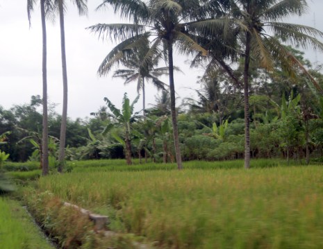 Rice field