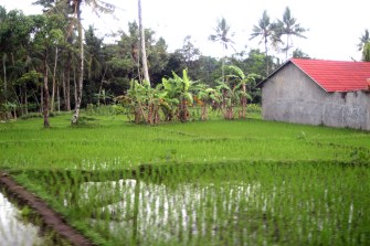 Rice paddies