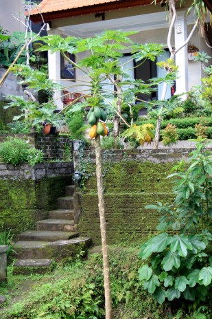 Stairs and papaya tree