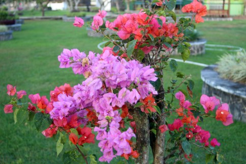 Variable color bougainvillea