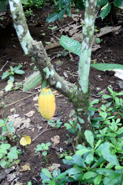 Yellow cacao pod