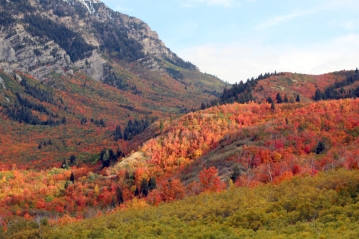 Fall colors back of Squaw Peak